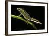 Triturus Marmoratus (Marbled Newt)-Paul Starosta-Framed Photographic Print