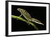 Triturus Marmoratus (Marbled Newt)-Paul Starosta-Framed Photographic Print