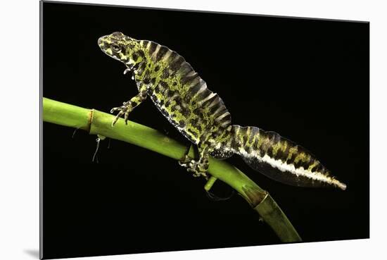 Triturus Marmoratus (Marbled Newt)-Paul Starosta-Mounted Photographic Print