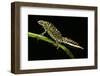 Triturus Marmoratus (Marbled Newt)-Paul Starosta-Framed Photographic Print