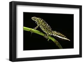 Triturus Marmoratus (Marbled Newt)-Paul Starosta-Framed Photographic Print