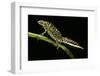 Triturus Marmoratus (Marbled Newt)-Paul Starosta-Framed Photographic Print