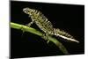 Triturus Marmoratus (Marbled Newt)-Paul Starosta-Mounted Photographic Print