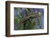 Triturus Marmoratus (Marbled Newt)-Paul Starosta-Framed Photographic Print