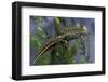 Triturus Marmoratus (Marbled Newt)-Paul Starosta-Framed Photographic Print