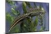 Triturus Marmoratus (Marbled Newt)-Paul Starosta-Mounted Photographic Print