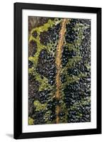 Triturus Marmoratus (Marbled Newt)-Paul Starosta-Framed Photographic Print