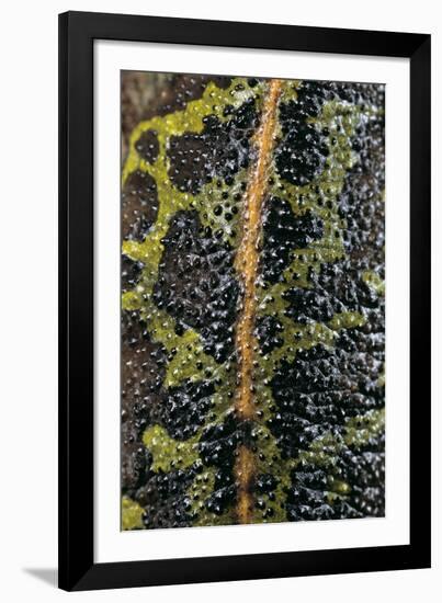 Triturus Marmoratus (Marbled Newt)-Paul Starosta-Framed Photographic Print