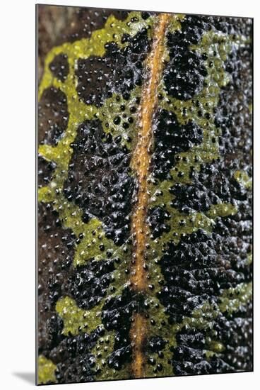 Triturus Marmoratus (Marbled Newt)-Paul Starosta-Mounted Photographic Print