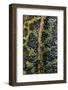 Triturus Marmoratus (Marbled Newt)-Paul Starosta-Framed Photographic Print