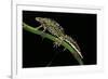 Triturus Marmoratus (Marbled Newt)-Paul Starosta-Framed Photographic Print