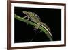 Triturus Marmoratus (Marbled Newt)-Paul Starosta-Framed Photographic Print