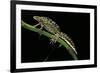 Triturus Marmoratus (Marbled Newt)-Paul Starosta-Framed Photographic Print