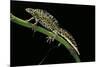 Triturus Marmoratus (Marbled Newt)-Paul Starosta-Mounted Photographic Print