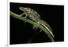 Triturus Marmoratus (Marbled Newt)-Paul Starosta-Framed Photographic Print