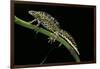 Triturus Marmoratus (Marbled Newt)-Paul Starosta-Framed Photographic Print