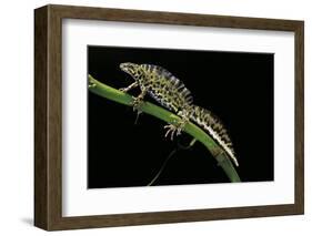 Triturus Marmoratus (Marbled Newt)-Paul Starosta-Framed Photographic Print