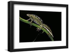 Triturus Marmoratus (Marbled Newt)-Paul Starosta-Framed Photographic Print