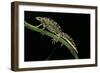 Triturus Marmoratus (Marbled Newt)-Paul Starosta-Framed Photographic Print