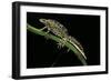 Triturus Marmoratus (Marbled Newt)-Paul Starosta-Framed Photographic Print