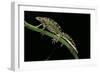 Triturus Marmoratus (Marbled Newt)-Paul Starosta-Framed Photographic Print