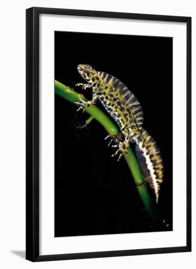 Triturus Marmoratus (Marbled Newt)-Paul Starosta-Framed Photographic Print