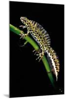 Triturus Marmoratus (Marbled Newt)-Paul Starosta-Mounted Photographic Print