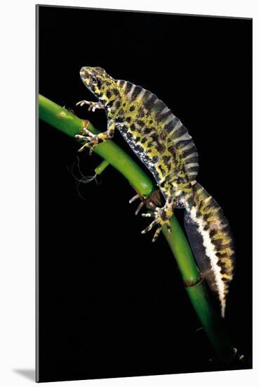 Triturus Marmoratus (Marbled Newt)-Paul Starosta-Mounted Photographic Print