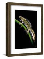 Triturus Marmoratus (Marbled Newt)-Paul Starosta-Framed Photographic Print