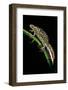 Triturus Marmoratus (Marbled Newt)-Paul Starosta-Framed Photographic Print