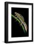 Triturus Marmoratus (Marbled Newt)-Paul Starosta-Framed Photographic Print