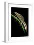 Triturus Marmoratus (Marbled Newt)-Paul Starosta-Framed Photographic Print