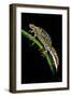 Triturus Marmoratus (Marbled Newt)-Paul Starosta-Framed Photographic Print