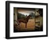 Tritz-Lynne Davies-Framed Photographic Print