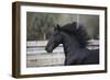 Triunfador X 004-Bob Langrish-Framed Photographic Print