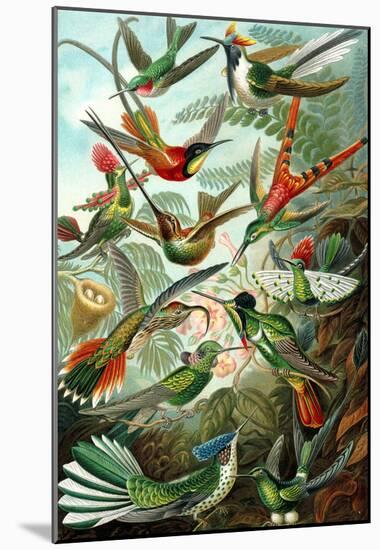 Trochilidae Nature Art Print Poster by Ernst Haeckel-null-Mounted Poster