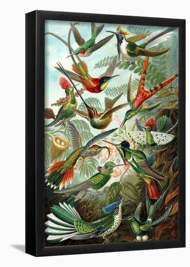 Trochilidae Nature Art Print Poster by Ernst Haeckel-null-Framed Poster