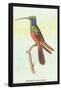 Trochilus Multicolor-Sir William Jardine-Framed Stretched Canvas