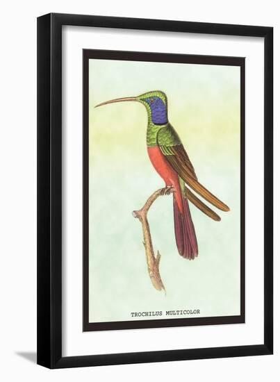 Trochilus Multicolor-Sir William Jardine-Framed Art Print