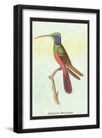 Trochilus Multicolor-Sir William Jardine-Framed Art Print