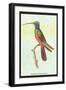 Trochilus Multicolor-Sir William Jardine-Framed Art Print