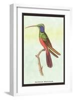 Trochilus Multicolor-Sir William Jardine-Framed Art Print