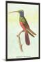 Trochilus Multicolor-Sir William Jardine-Mounted Art Print