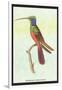 Trochilus Multicolor-Sir William Jardine-Framed Art Print