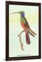 Trochilus Multicolor-Sir William Jardine-Framed Art Print