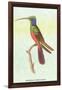 Trochilus Multicolor-Sir William Jardine-Framed Art Print