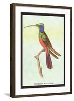 Trochilus Multicolor-Sir William Jardine-Framed Art Print