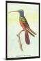Trochilus Multicolor-Sir William Jardine-Mounted Art Print