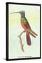 Trochilus Multicolor-Sir William Jardine-Stretched Canvas