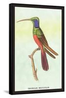 Trochilus Multicolor-Sir William Jardine-Framed Stretched Canvas